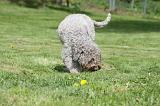 LAGOTTO CAVAGE 050